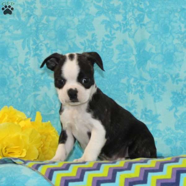 Kiesha, Boston Terrier Puppy